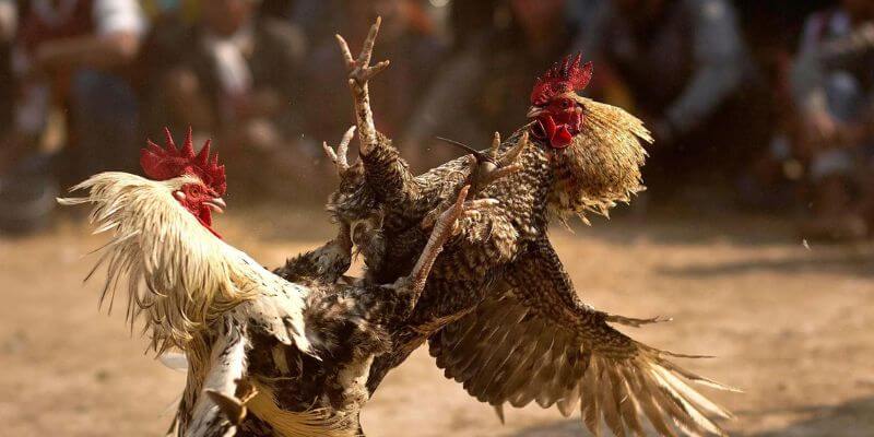 Nguồn gốc và sức hút của Đá Gà Cựa Sắt